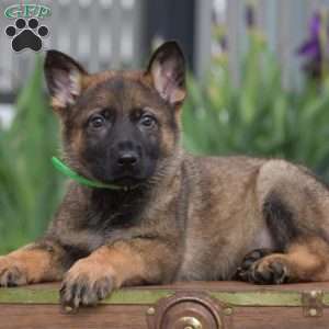 Koptan, German Shepherd Puppy